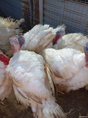 Pui și curci crescuți bio de vânzare!Puii 20-25 Ron per kg,curcile 30-35 Ron per kg! - imagine 2
