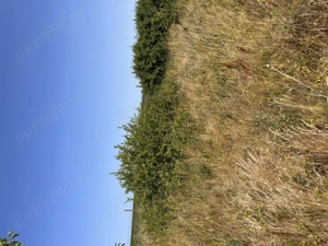 De vânzare teren în comuna Pișchia sat Bencecul de Jos - imagine 6