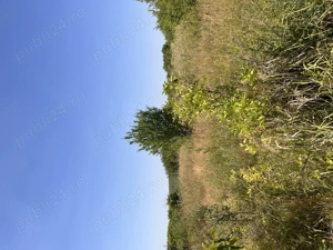 De vânzare teren în comuna Pișchia sat Bencecul de Jos - imagine 7