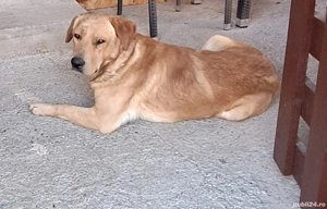 Adoptie de urgenta - Labrador - imagine 2