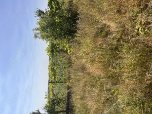 De vânzare teren în comuna Pișchia sat Bencecul de Jos - imagine 4