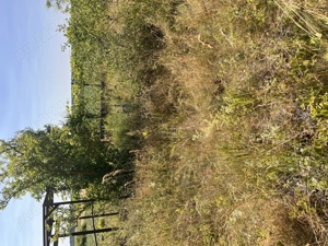 De vânzare teren în comuna Pișchia sat Bencecul de Jos - imagine 10