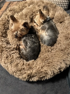 Yorkshire terrier talie mică  - imagine 2