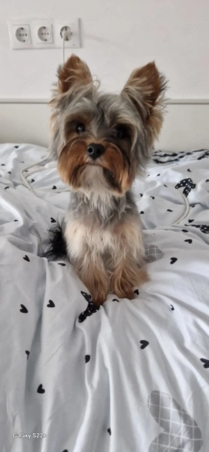 Yorkshire terrier talie mică