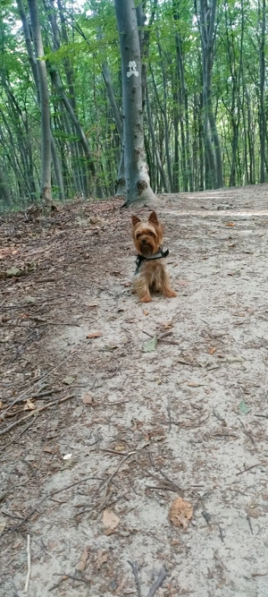 Yorkshire terrier talie mică  - imagine 3