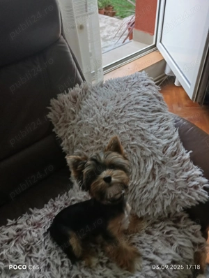 Yorkshire terrier talie mică  - imagine 4