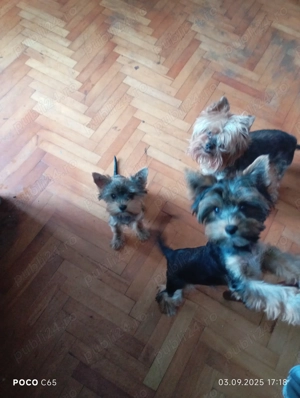 Yorkshire terrier talie mică  - imagine 5