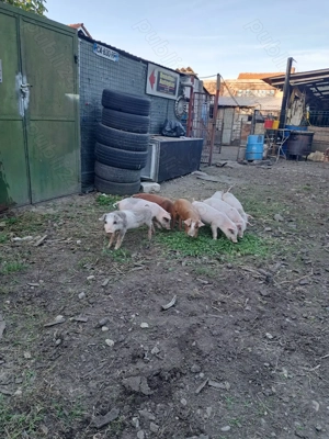 Vând purcei  - imagine 2