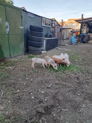 Vând purcei  - imagine 3