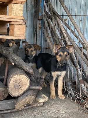 Vand pui ciobanesc german deparazitati - imagine 5 Vand pui ciobanesc german deparazitati - imagine 5