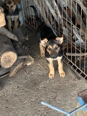 Vand pui ciobanesc german deparazitati - imagine 2 Vand pui ciobanesc german deparazitati - imagine 2