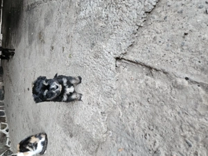 Vând cățeluși micuți  - imagine 2