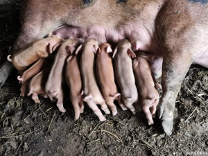 Purcei Duroc disponibili în Turnu Măgurele  - imagine 2