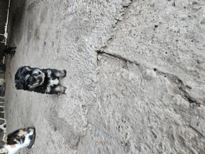 Vând cățeluși micuți