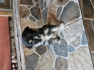 Vând cățeluși micuți  - imagine 3