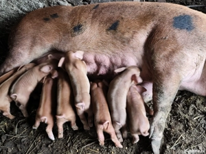 Purcei Duroc disponibili în Turnu Măgurele  - imagine 3