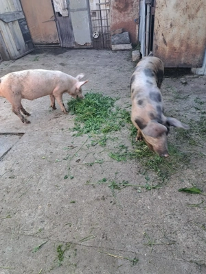 Vând 2 măscurei - imagine 2