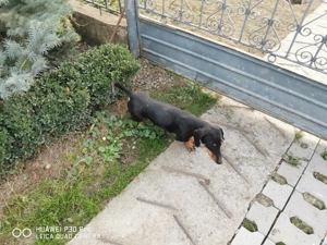 Vind teckel pitic mascul  - imagine 4 Vind teckel pitic mascul  - imagine 4