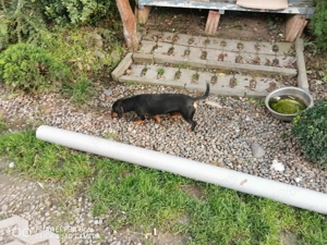 Vind teckel pitic mascul  - imagine 2 Vind teckel pitic mascul  - imagine 2