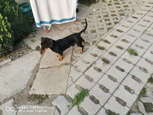 Vind teckel pitic mascul