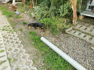 Vind teckel pitic mascul  - imagine 5 Vind teckel pitic mascul  - imagine 5