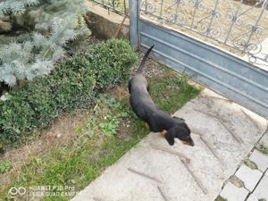 Vind teckel pitic mascul  - imagine 3 Vind teckel pitic mascul  - imagine 3