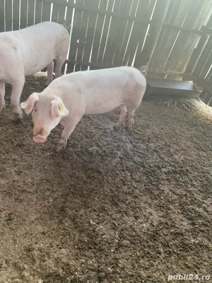 vand o grasuna numai buna de monta - imagine 3