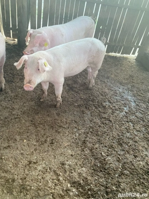 vand o grasuna numai buna de monta - imagine 2