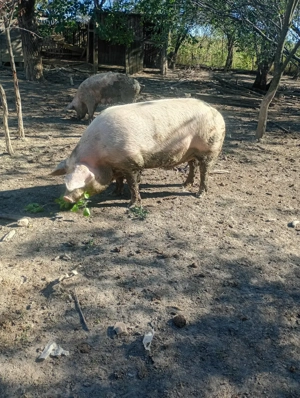 Porc de vânzare  - imagine 2