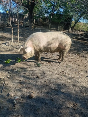 Porc de vânzare  - imagine 3