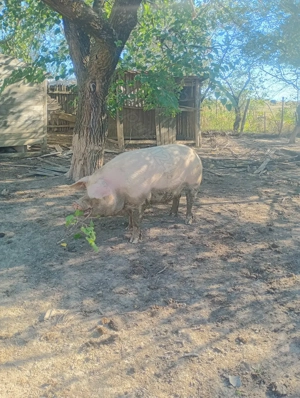 Porc de vânzare  - imagine 4