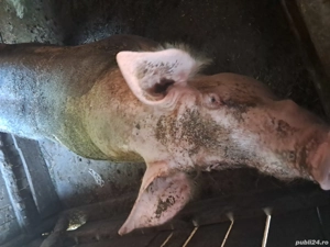 porc pietian de vnzare  - imagine 3
