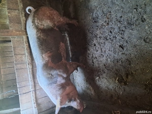 porc pietian de vnzare  - imagine 5