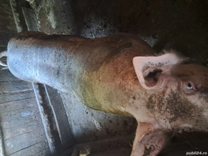 porc pietian de vnzare  - imagine 4