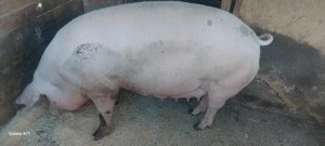 Scroafa gestanta și un porc gras 