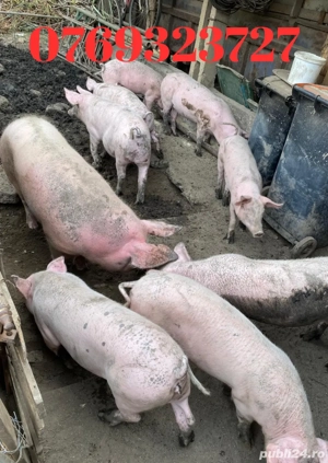 vand porci protap - imagine 2