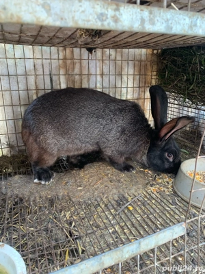 vand iepuri - imagine 3 vand iepuri - imagine 3