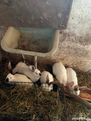 vand iepuri - imagine 2 vand iepuri - imagine 2