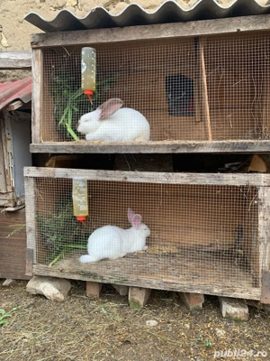 vand iepuri - imagine 4 vand iepuri - imagine 4