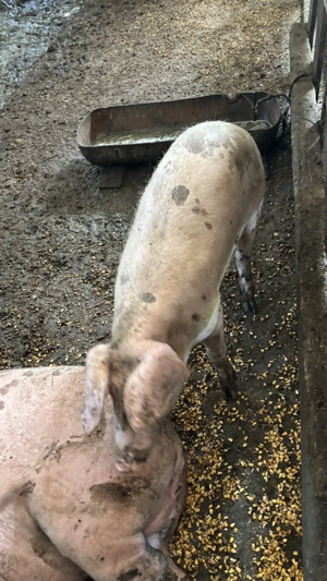 Porci de vanzare - imagine 3