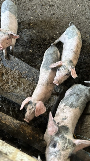Porci de vanzare - imagine 2