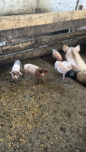 Porci de vanzare - imagine 5