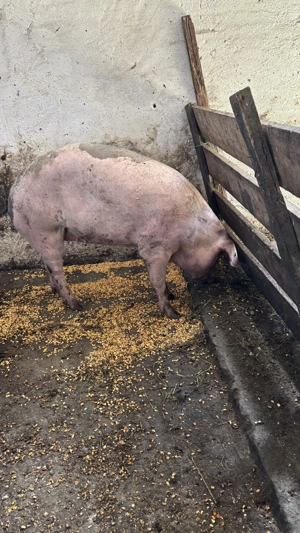 Porci de vanzare - imagine 4