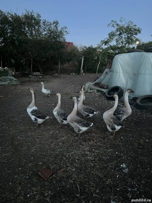 Vand gaste  - imagine 2