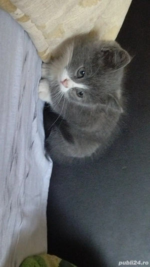 British Color  - imagine 2