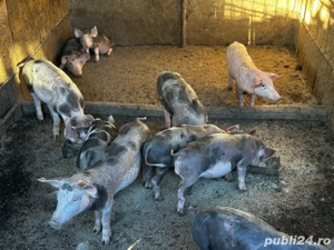 purcei de vanzare  - imagine 3 purcei de vanzare  - imagine 3