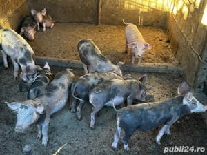 purcei de vanzare  - imagine 2 purcei de vanzare  - imagine 2