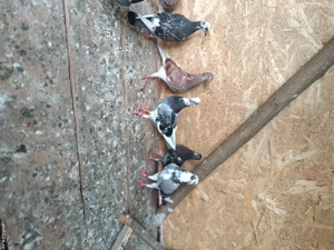 Porumbei de vânzare 