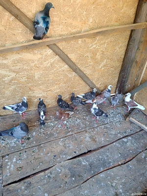 Porumbei de vânzare  - imagine 3 Porumbei de vânzare  - imagine 3