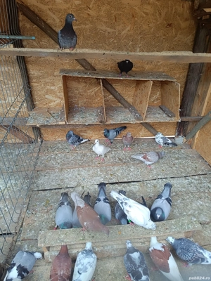 Porumbei de vânzare  - imagine 2 Porumbei de vânzare  - imagine 2